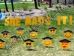 graduation yard greeting cards, Birthday Party sign rental phoenix, Scottsdale, Arizona, AZ, party yard sign supply rental in az
