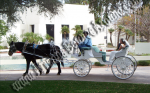 Wedding Carriage rentals & horse drawn carriage rides